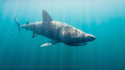 Background image for Sharks