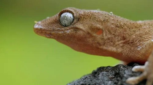 Background image for Jungles in the Sea: Canary Islands Laurel Forests