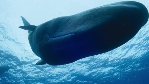 Background image for Giants of the Deep