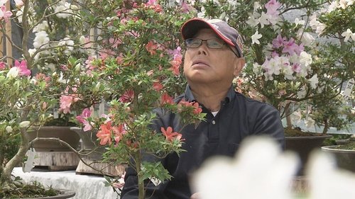 Background image for Strength and Hope - The Power of Azaleas