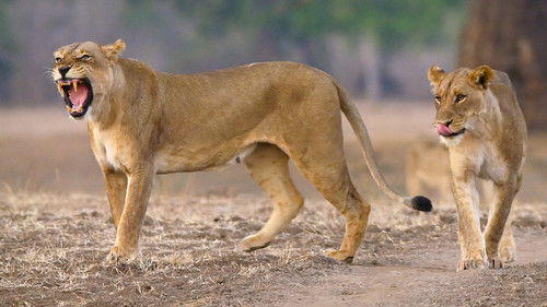 Background image for Return of the Hunters