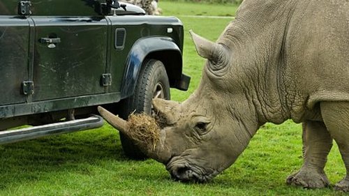 Background image for Rhino and Hissing Cockroach
