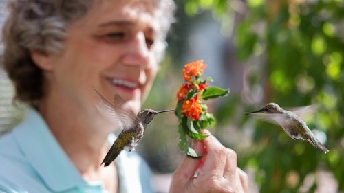 Background image for Hummingbirds of Hollywood