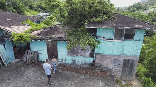 Background image for A Tree Through the Roof!