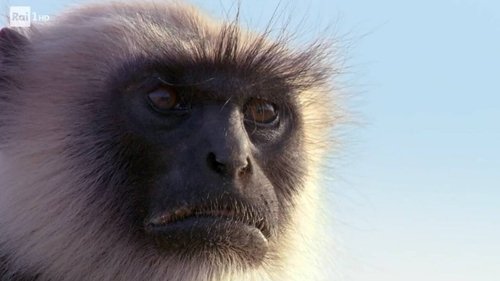 Background image for The planet of the primates