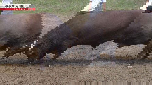 Background image for Bull Battles – A Community's Beloved Tradition