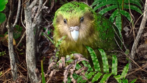 A Very Strange Parrot