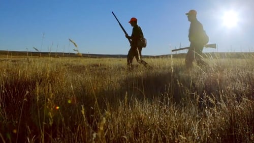 Wyoming Sage Grouse