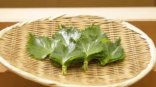 Shiso