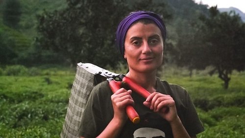 Background image for Harvesting Turkey's Tea