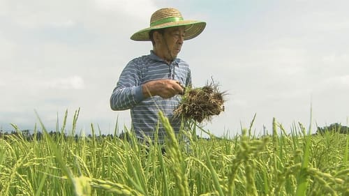 Tracing Rice in Japan