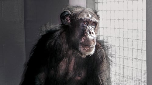 Chimpanzees: an Unnatural History