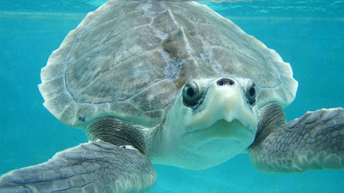 Background image for Bird-Eating Catfish