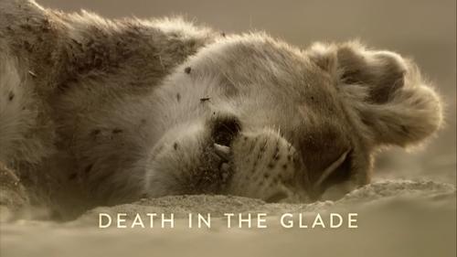 Death in the Glade