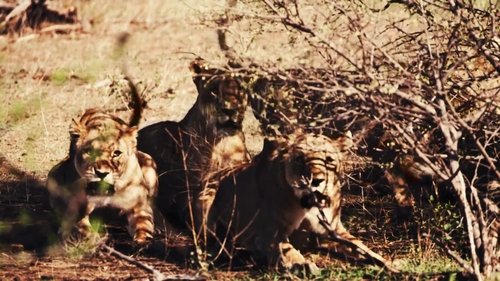 Background image for The Legendary Cape Lion