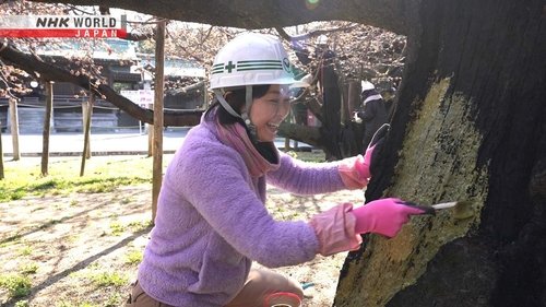 Background image for Tree Surgeon - Goto Mizuho