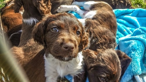 Puppies and Prickles