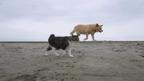 Background image for Ibaraki: Cats in a Surfer's Paradise