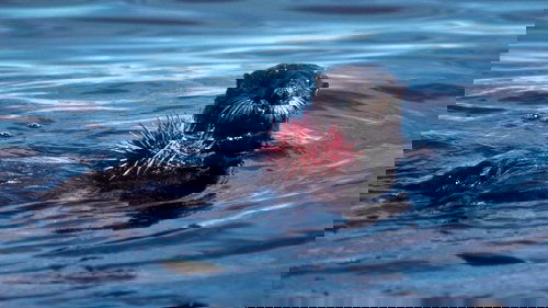 Background image for Monterey Bay