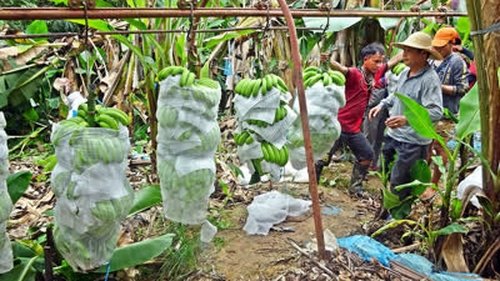 Background image for Laos' Banana Boom