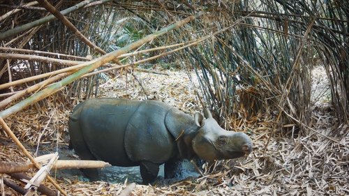 Background image for Rhinos