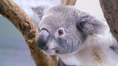 Background image for Australia's Wildfire After the Fires