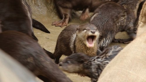 Background image for Yawning Otter feat. Parry Gripp