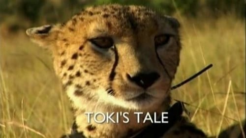 Toki's Tale