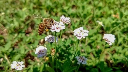 Japanese Honeybees