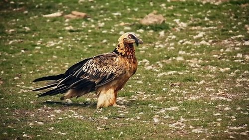 Background image for Bearded Vultures/Cnàimh-bhristich