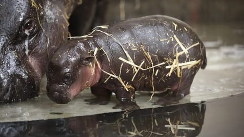 Pygmy Hippo