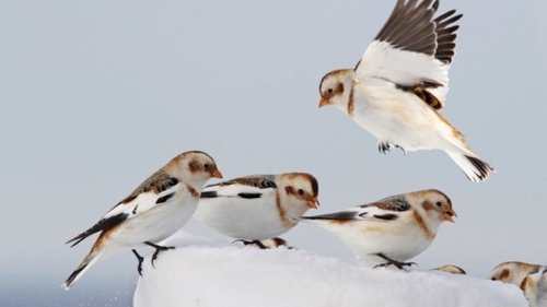 Passerines: From Thrashers to Warblers