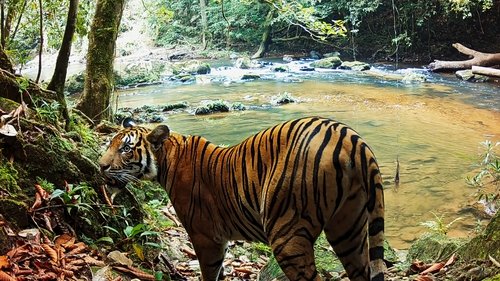 Background image for Tigers