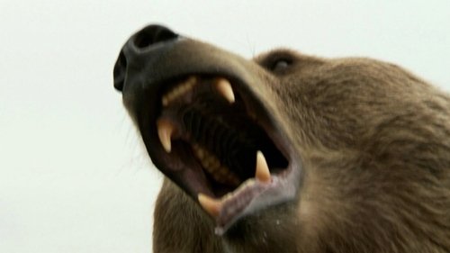 Background image for Grizzly Woods