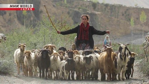Background image for Herding Above the Clouds: Pakistan