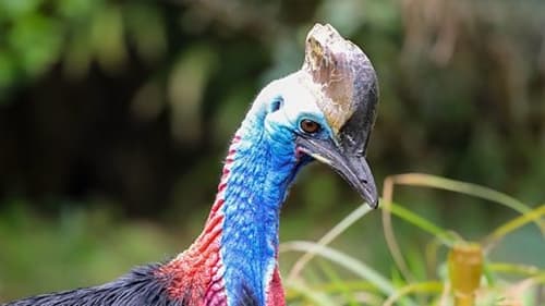 Background image for Cassowary and Gharial