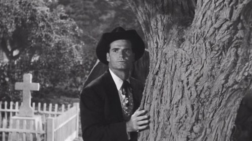 Background image for The Cats of Paradise