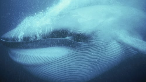 Ocean Giants: Voices of the Sea