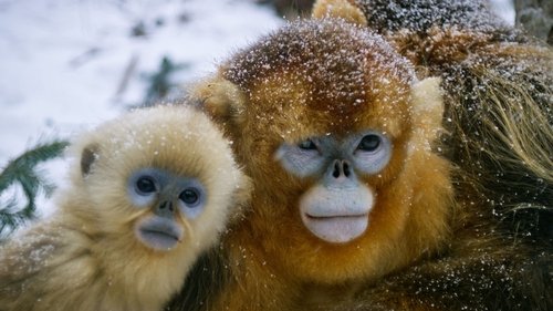 Background image for Golden Monkeys: Braving the Impossible