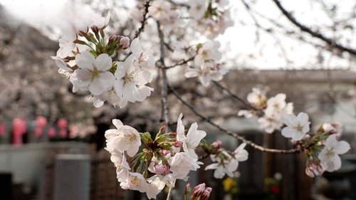 Background image for Komagome - A Community United Under Cherry Blossoms