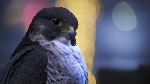 Background image for Wild Cities