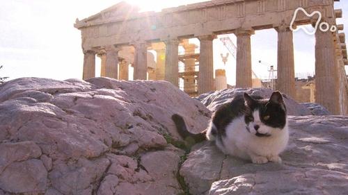 Traditional Life and Cats ~Europe~