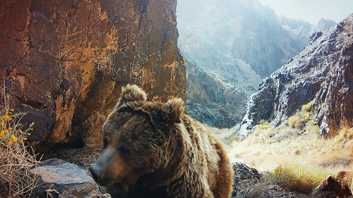 Background image for Bears