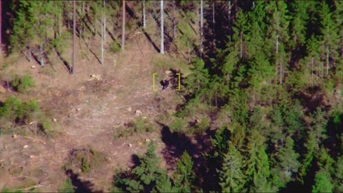 Background image for Car chase ends in the woods