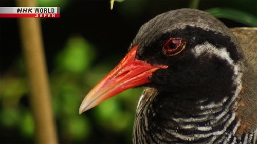 Background image for Magical Forest: Okinawa's Natural World Heritage Site
