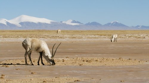 Background image for Tibetan Antelope: Mysterious Migration