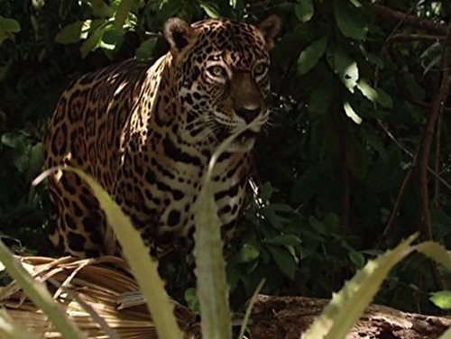 Background image for Costa Rica's Tropical Forests