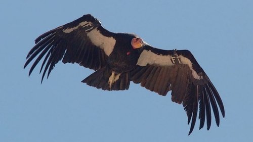 Diurnal Raptors
