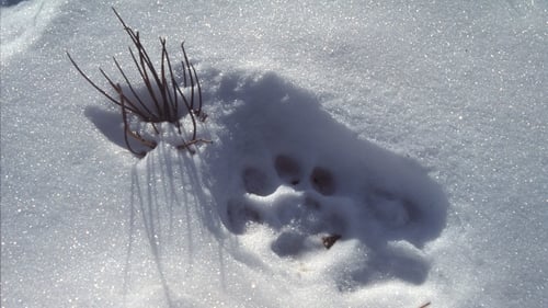 Silent Roar: Searching for the Snow Leopard