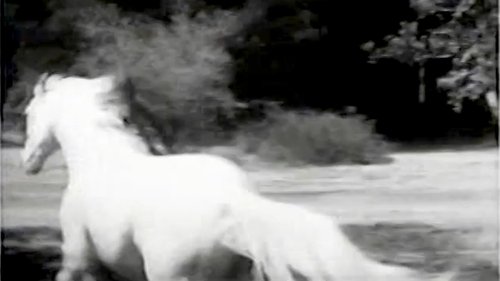 Background image for The Wild Stallion